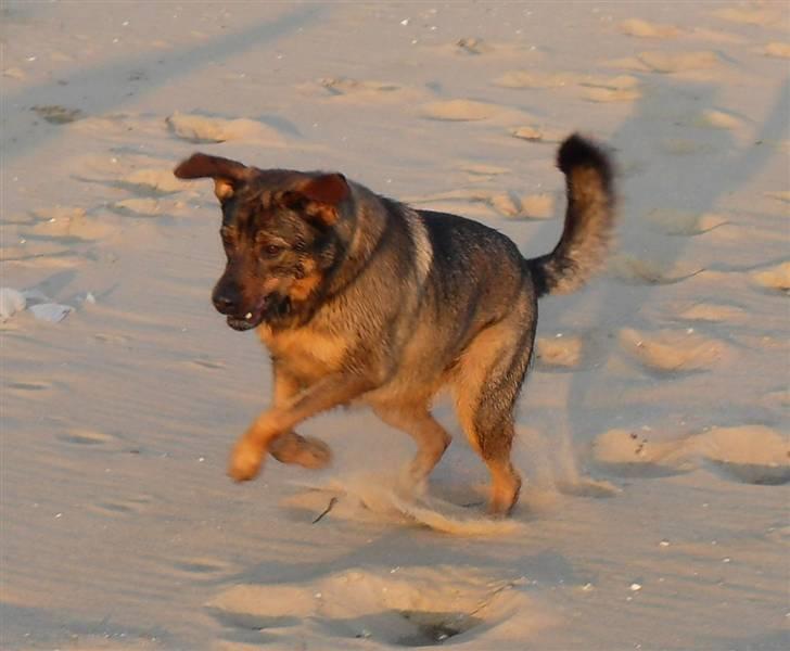 Blanding af racer Bjørn - Velkommen til Bjørns profil =)   NYT! billede 1
