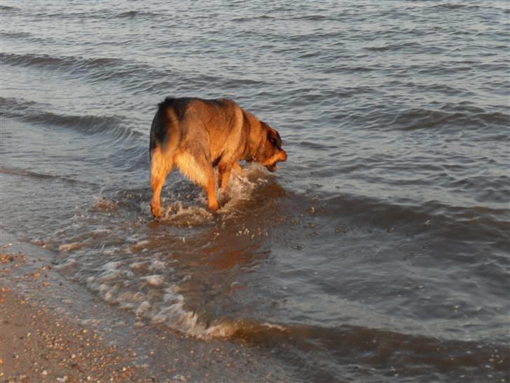 Blanding af racer Bjørn - Han elsker at hoppe rundt i vandet billede 2
