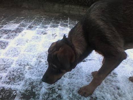 Blanding af racer Bjørn - Da Bjørn så sne først gang :D billede 6