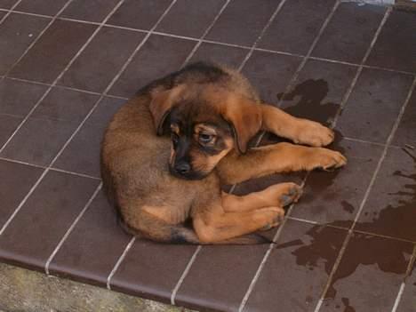 Blanding af racer Bjørn - Efter gå tur. "godnat" billede 7