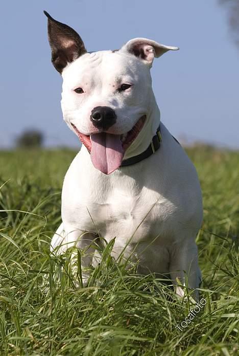 Amerikansk staffordshire terrier Kampdullen Baily - Weeeeeeeeeeeeee ......;O) billede 9