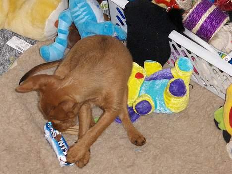 Blanding af racer Bounty billede 10