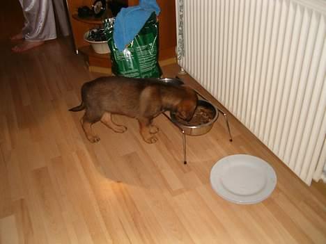 Blanding af racer Bjørn - Bjørn der laver ulykker  billede 8