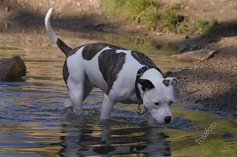 Amerikansk staffordshire terrier Kampdullen Baily - Fodbad skulle være så sundt.... billede 11