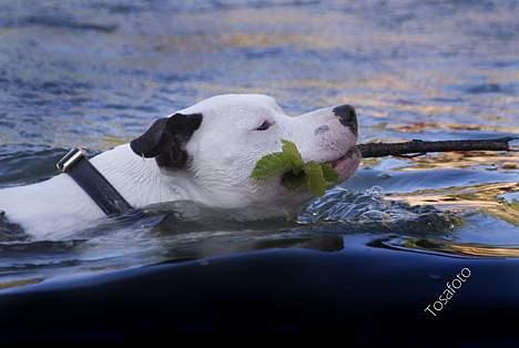 Amerikansk staffordshire terrier Kampdullen Baily - materiale til at bygge dæmning med... billede 13