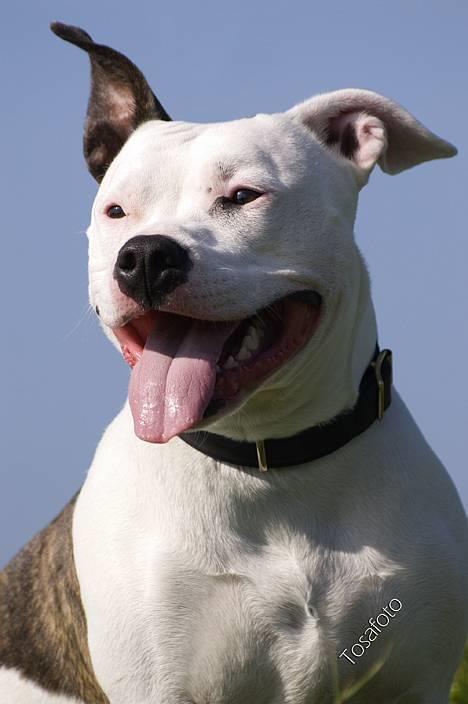 Amerikansk staffordshire terrier Kampdullen Baily billede 14