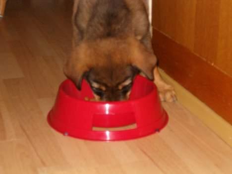 Blanding af racer Bjørn - "MAD" billede 9