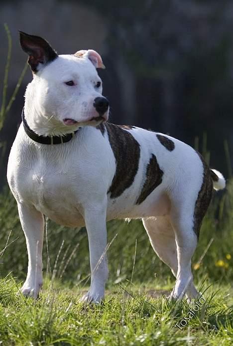 Amerikansk staffordshire terrier Kampdullen Baily billede 16