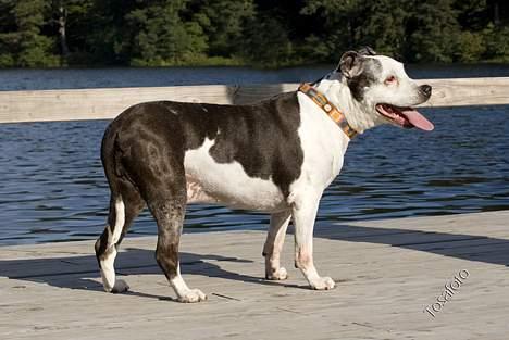 Blanding af racer Zenith - Død 1. juni 2007 - September 2006 billede 14