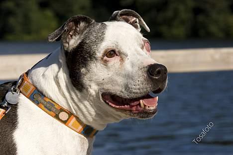 Blanding af racer Zenith - Død 1. juni 2007 - September 2006 billede 15