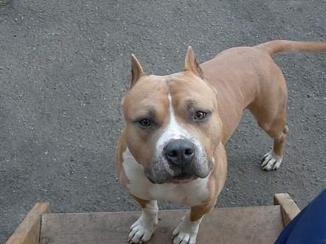 Amerikansk staffordshire terrier maximus billede 9