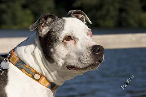 Blanding af racer Zenith - Død 1. juni 2007 - September 2006 billede 16