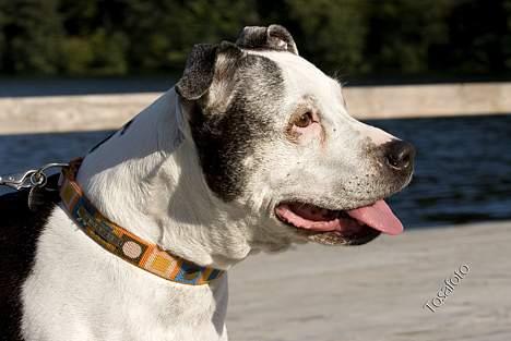 Blanding af racer Zenith - Død 1. juni 2007 - September 2006 billede 17