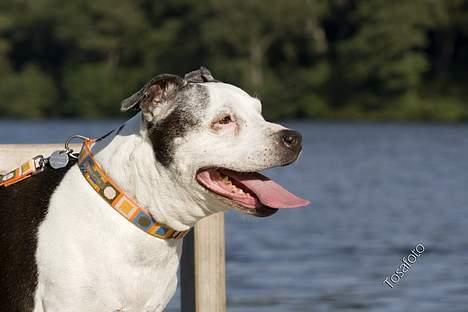 Blanding af racer Zenith - Død 1. juni 2007 - September 2006 billede 18