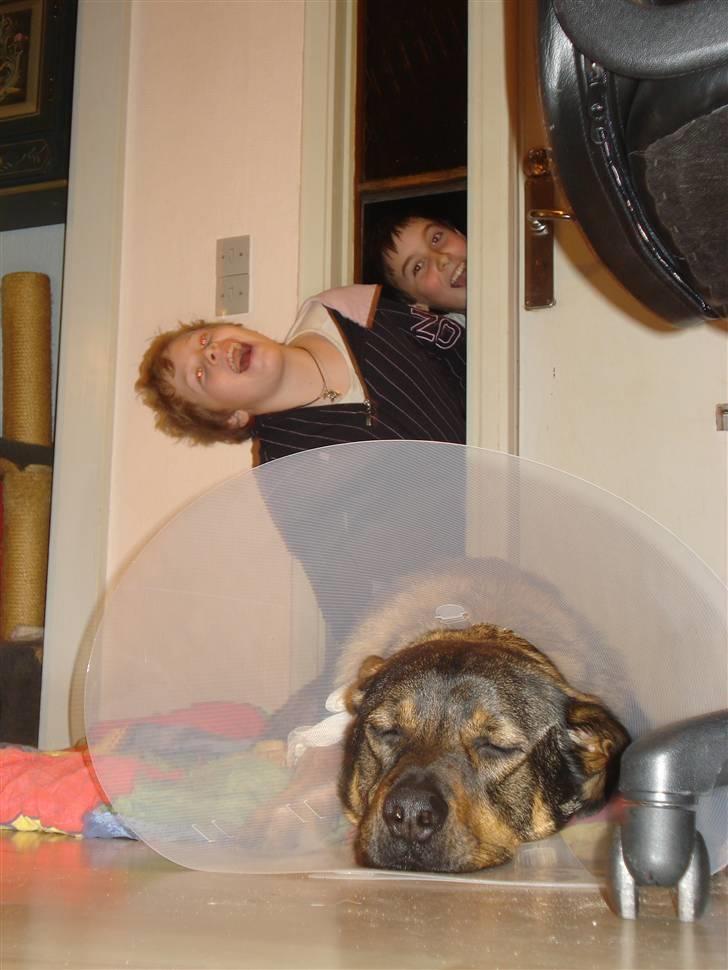 Blanding af racer Bjørn - NYT ! Bjørn efter en tur ved dyrlægen da han havde hoppet igennem et vindue som kan ses i baggrunden han blev syget i begge forporter billede 10