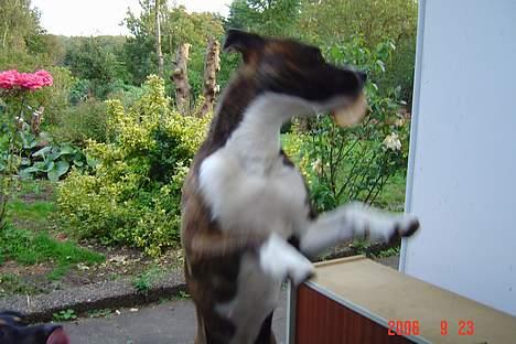 Blanding af racer thaiya *R.I.P* billede 7