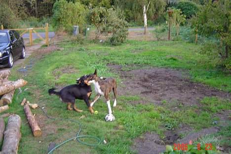 Blanding af racer thaiya *R.I.P* billede 8