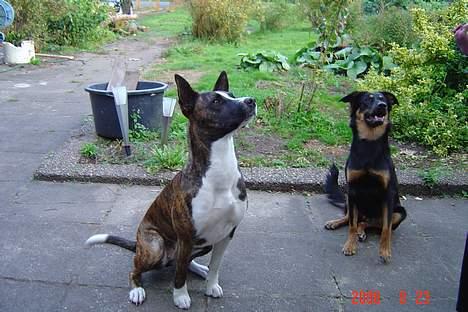 Blanding af racer thaiya *R.I.P* billede 9