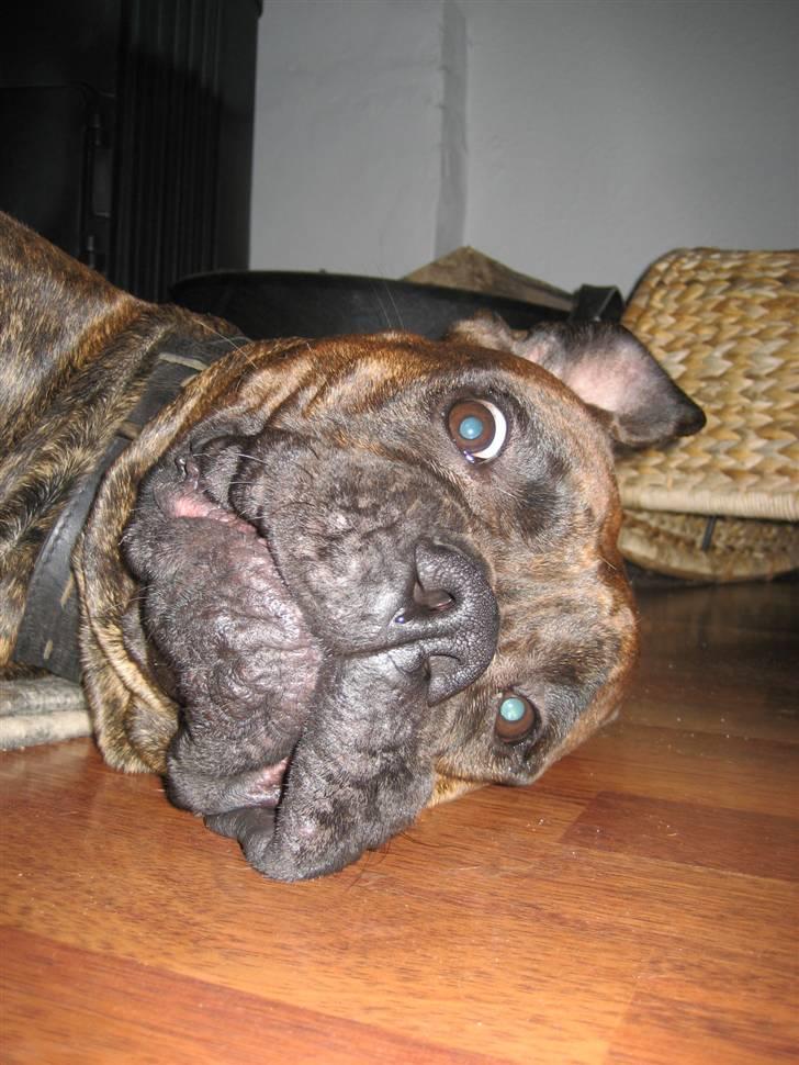 Blanding af racer Fanja - Jeg tror lige jeg tager en morfar..  billede 1