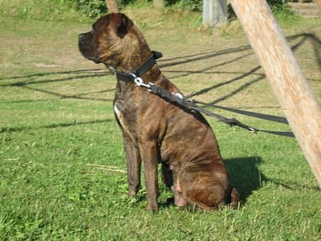 Blanding af racer Fanja - Holder lige vagt mens mor og far bader.. billede 2