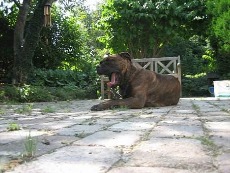 Blanding af racer Fanja - Gaab!! billede 3