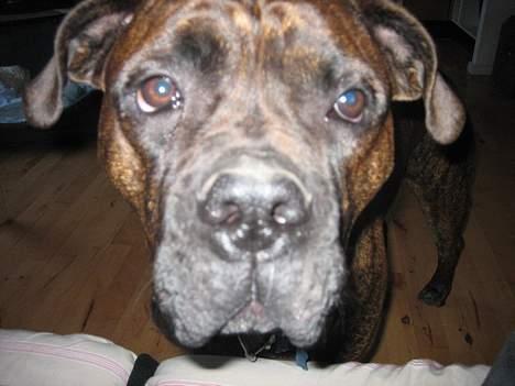 Blanding af racer Fanja - Jeg tigger aldrig! billede 4