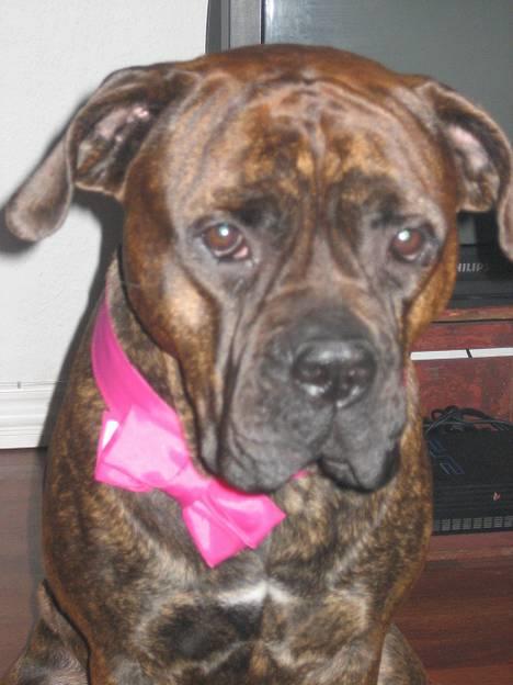 Blanding af racer Fanja - Er jeg ikke fin..?!?! billede 5