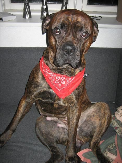 Blanding af racer Fanja billede 6