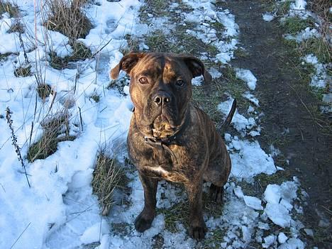 Blanding af racer Fanja billede 7