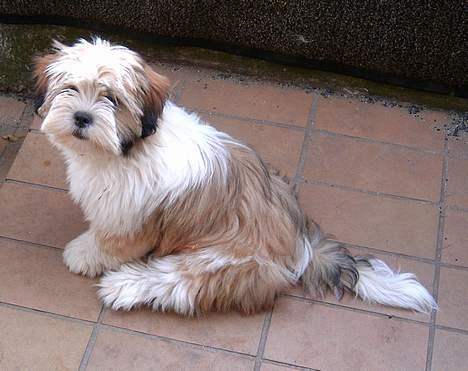 Lhasa apso cherí.. - Det var ikke mig der gjore det ;-) he he  billede 4