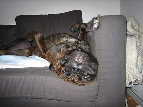 Blanding af racer Fanja - Flot ikk..?!! billede 8