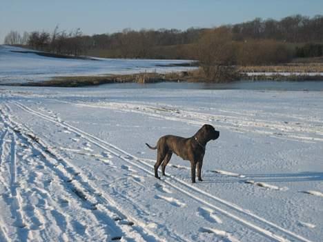 Blanding af racer Fanja billede 9