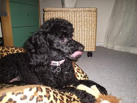 Dværgpuddel Joy billede 1