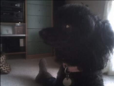 Dværgpuddel Joy billede 2