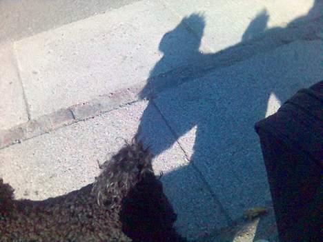 Dværgpuddel Joy billede 3