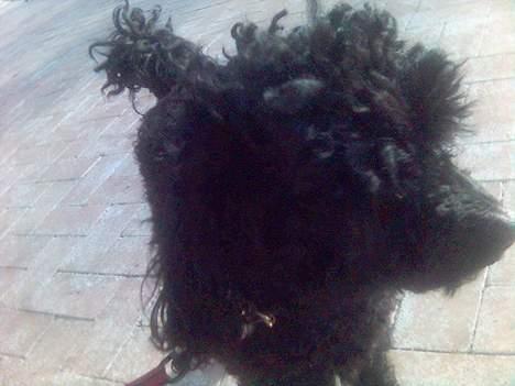 Dværgpuddel Joy billede 4