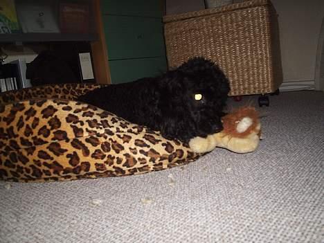 Dværgpuddel Joy billede 5