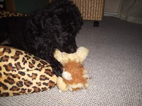 Dværgpuddel Joy billede 6