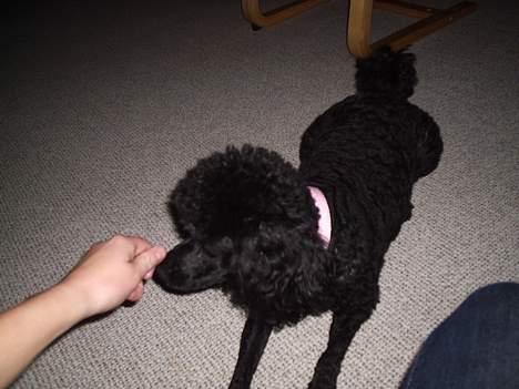 Dværgpuddel Joy billede 9