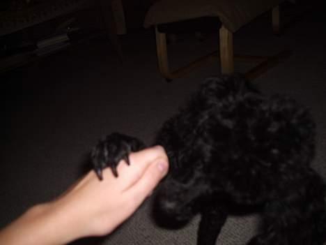 Dværgpuddel Joy billede 10