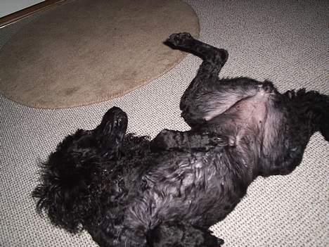 Dværgpuddel Joy billede 11