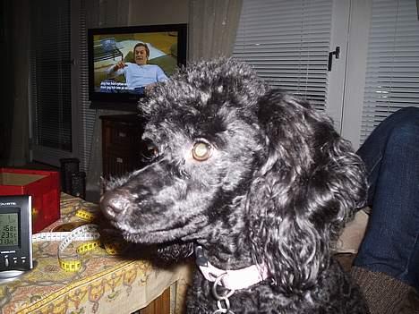 Dværgpuddel Joy billede 12