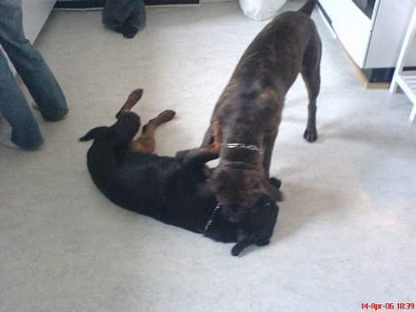 Blanding af racer Fanja - Mig og min bedste legekammerat Fie billede 10