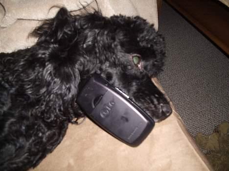 Dværgpuddel Joy billede 14