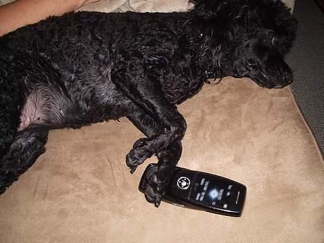 Dværgpuddel Joy billede 15