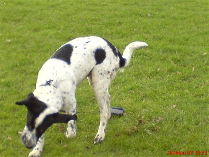 Blanding af racer Victor - hvor er jeg fin.. ;) billede 9