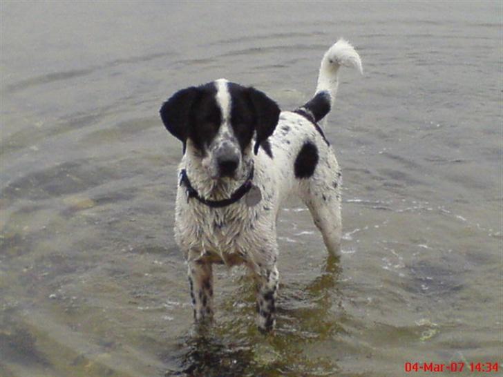 Blanding af racer Victor - "hvad?" billede 10