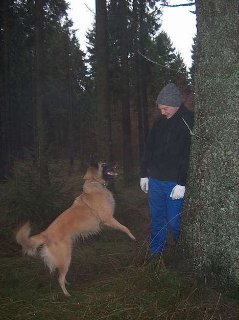 Tervueren Chacami Dess * Himmelhund - Dess har fundet figuranten... " Så kan du godt aflevere bolden makker " billede 10