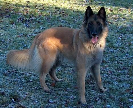 Tervueren Chacami Dess * Himmelhund - Ser man godt ud eller hvad ? billede 11