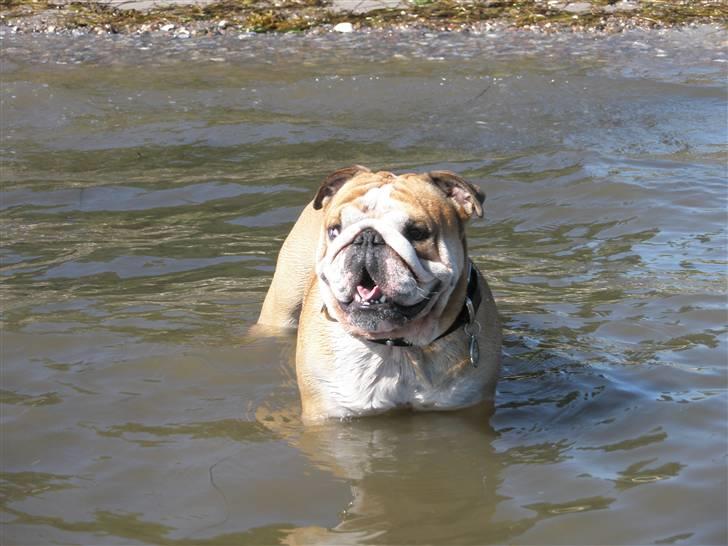 Engelsk bulldog baloo  - Jeg er en rigtig vandhund :-) billede 1